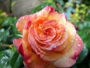 rose_flower_bud_drop_freshness_close-up_25341_1920x1440